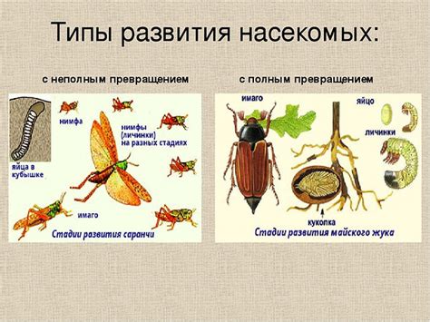 Сущность процесса полного превращения в типе развития