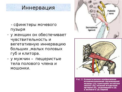 Сфинктеры у женщин