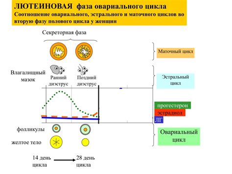 С какого дня цикла начинается криопротокол