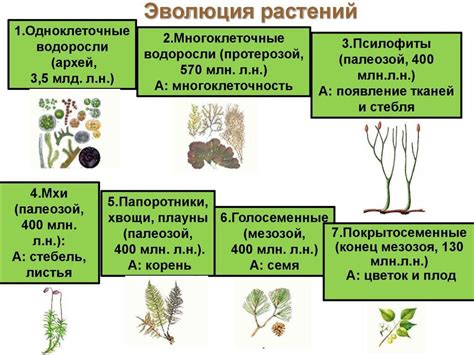 Таинственное происхождение растений в магических сказках