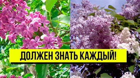 Тайна печального куста сирени