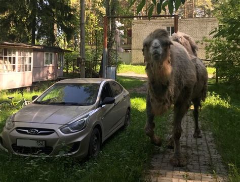 Тайна черного верблюда в сновидении: что может скрываться за этим знаком