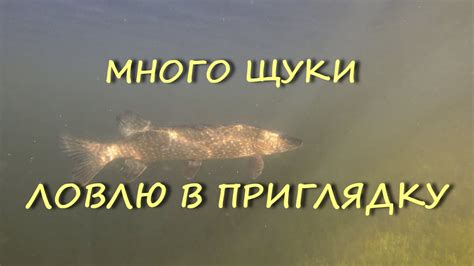 Тайное значение снов о удачной рыбалке: как разгадать символику пойманной рыбы?