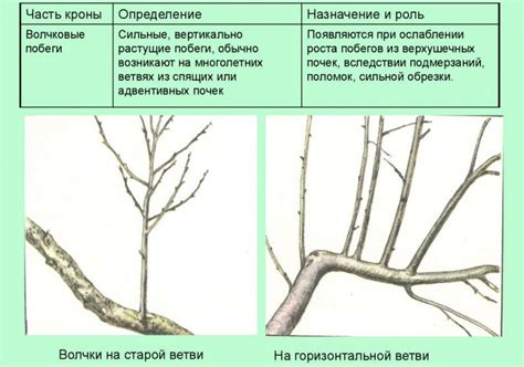 Тайны волчковых веток