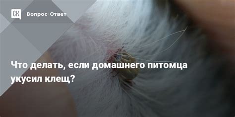 Тайны заботы о зайце: что предпринять, если вашего домашнего любимца укусил сон