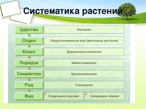 Таксономические названия: что это такое?