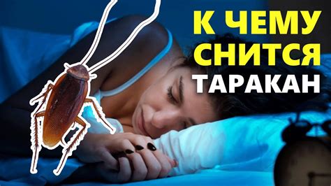 Тараканы во сне: значение и толкование