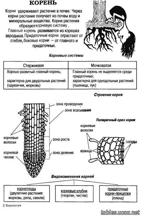 Теле-: значение корня в медицинской терминологии