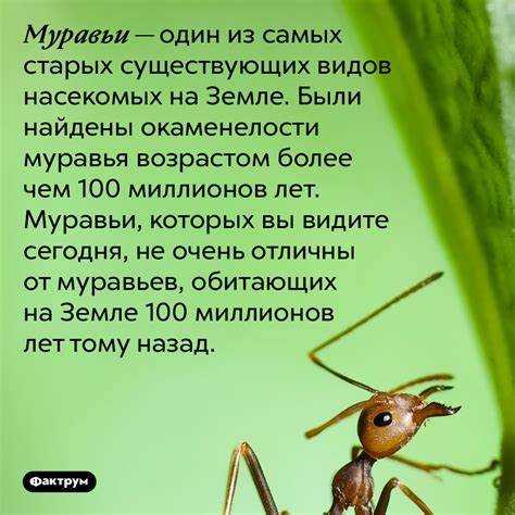 Тема 1: Загадочные послания от таинственной колонии муравьев, обитающих на теле женщины