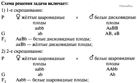 Тема 1: Разные интерпретации сновидений с плодами тыквы в религиозном сновидческом сборнике