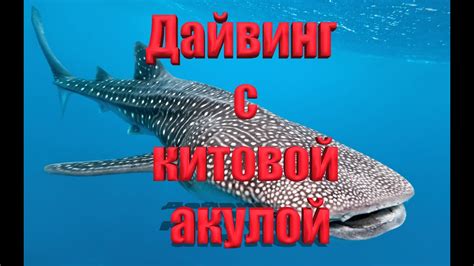 Тема 2: Значение китовой акулы в сновидениях и связь с морскими мифами