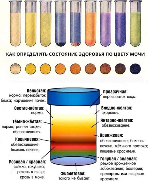 Тема 2: Изменение оттенка мочи в связи с употреблением определенных продуктов