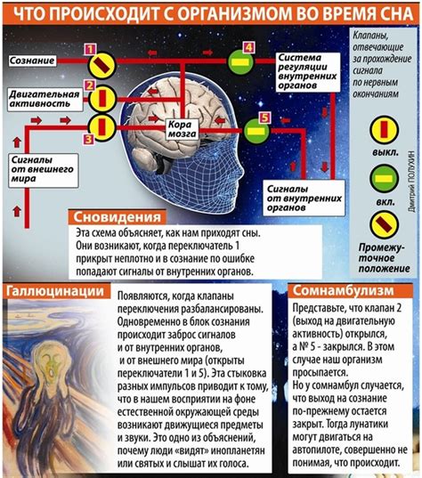 Тема 2.1: Что происходит с мозгом во время снов о бессмертии?