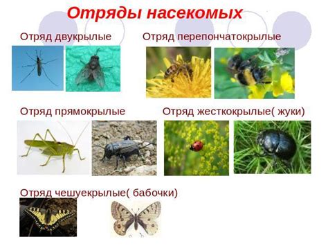 Тема 3: Описание и особенности вида насекомых чернилок в сновидениях