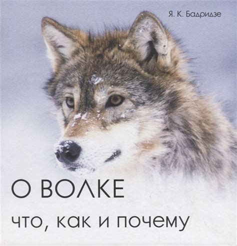 Тема 6: Влияние сновидений о волке на отношения с мужем