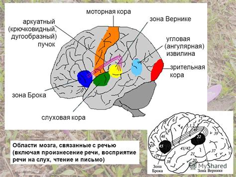 Теменная доля: слух и восприятие звука