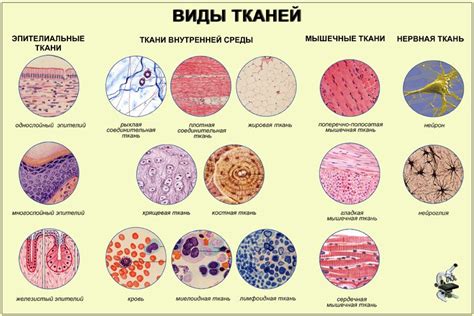 Тени мягких тканей гомогенные