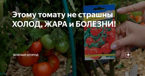 Теплоизоляция: холод и жара не страшны