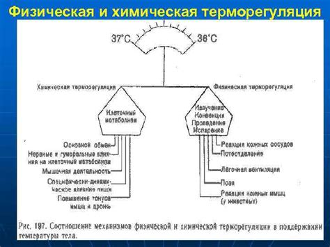 Терморегуляция и утепление