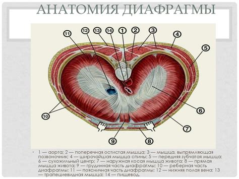 Технические особенности диафрагмы