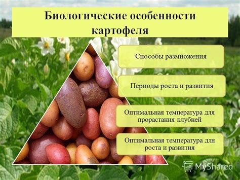 Технология пастеризации картофеля