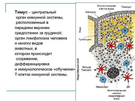 Тимус: орган, отвечающий за обучение лимфоцитов