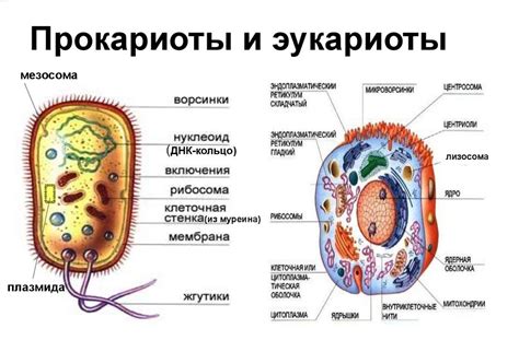 Типы клеток: особенности