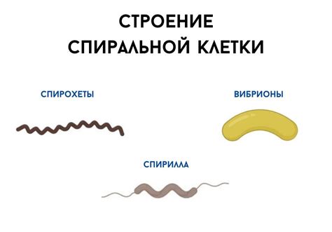 Типы коккобацилл