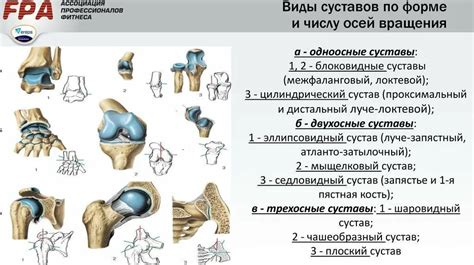 Типы конгруэнтных суставов