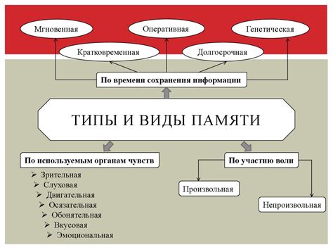 Типы памяти и забывания