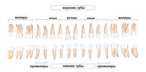 Типы повреждений передних зубов и их влияние на эстетику