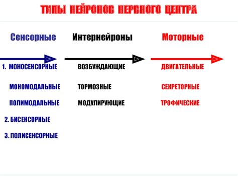 Типы экранных нервных центров