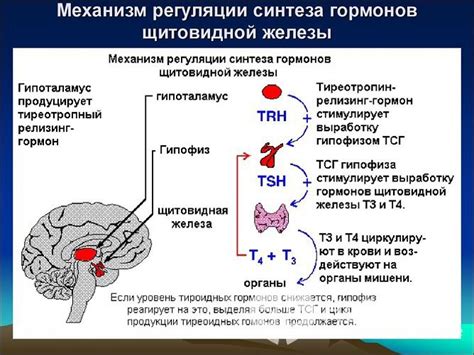 Тиреоидные гормоны и их функции в организме