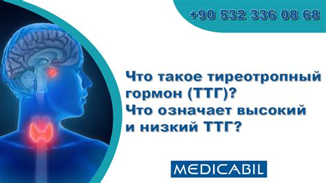 Тиреотропный гормон (ТТГ): значение и функции