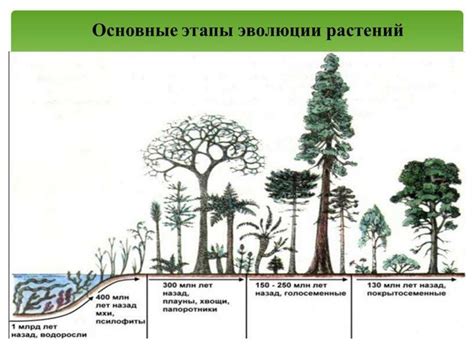 Токкэби во благо лесов: их влияние на рост и развитие растительного мира