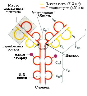 Токсокарам IgG положительный: значения и причины