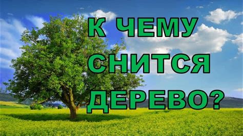 Толкование сновидений: сухое дерево как символ упадка и старения