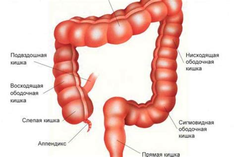 Толстая кишка: строение и функции