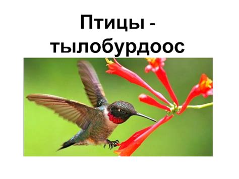 Тонкий подсознательный язык: разбор снов о птицах с водою плавающих и на земле ходящих 