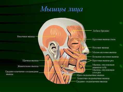 Тонус мышц лица: расшифровка непроизнесенных слов