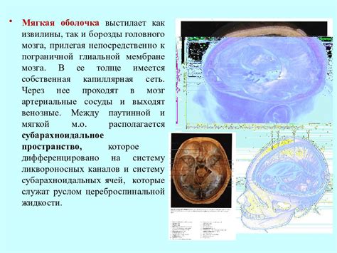 Топографическая анатомия: основные принципы и понятия