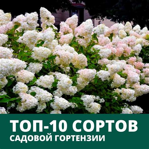 Топ-5 цветов, которые великолепно подходят к гортензии