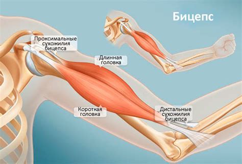 Травма мышцы: причины и симптомы