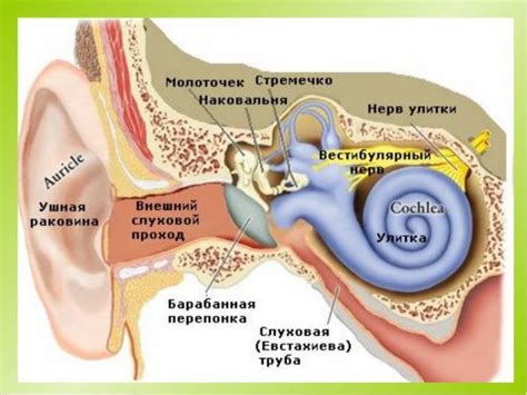 Травмы и аномалии уха