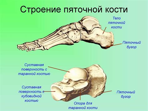 Травмы и переломы пятки