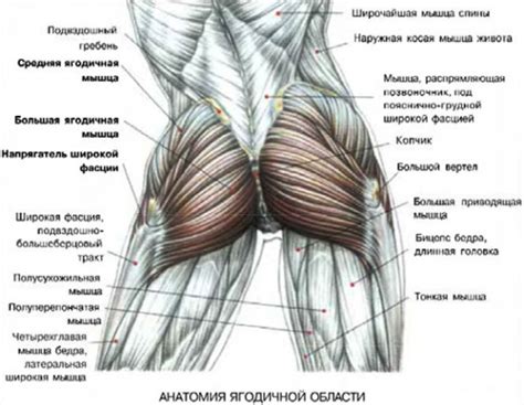 Травмы и растяжения мышц ягодиц