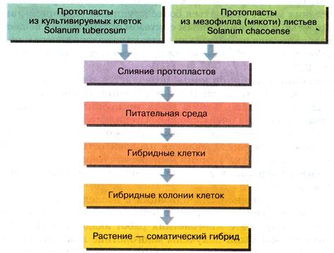 Транскутанный метод: суть и применение