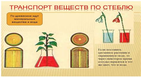 Транспортировка воды и питательных веществ