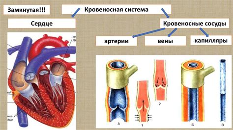 Транспортировка в кровеносную систему