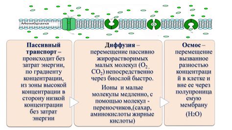 Транспорт веществ: принципы и механизмы